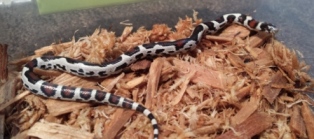 aberrant zip sib