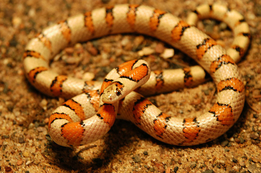 Cherry County multistriata