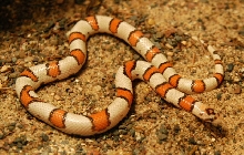 hi white syspila