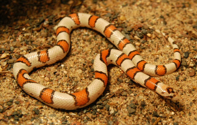 hi white syspila