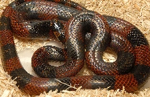 Peten male polyzona