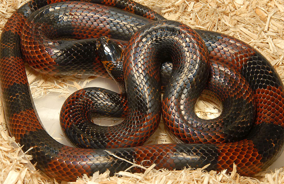 Peten male polyzona