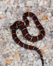 male zip