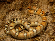 patternless gentilis