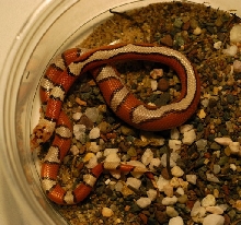 striped hypo syspila