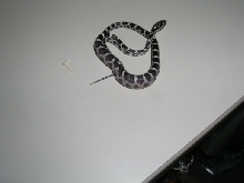 Jack