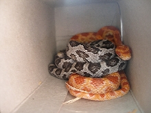 awww theyr cuddling!!