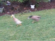 duck attack