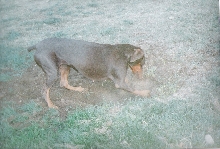 Brandy digging to china...again