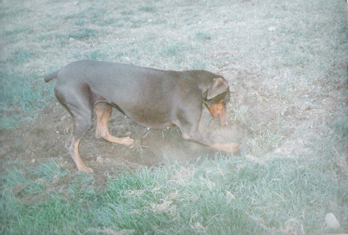 Brandy digging to china...again