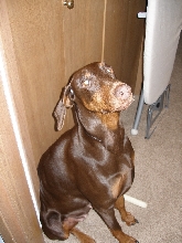 Brandy