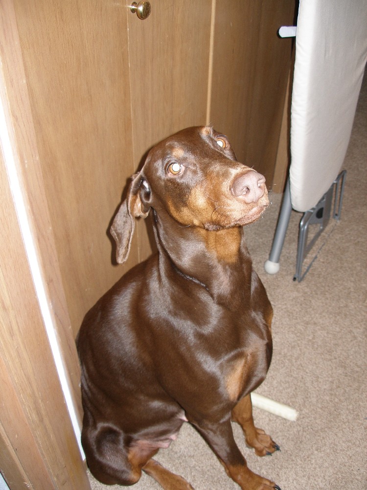 Brandy