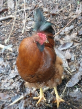 my rooster