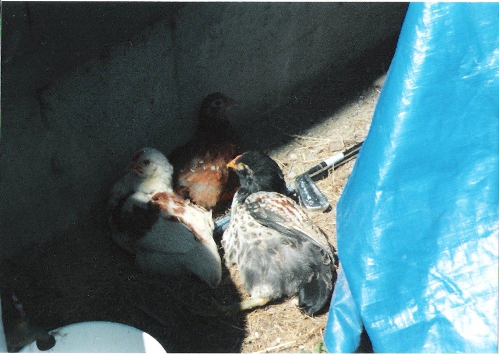chickens