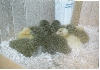 ducks