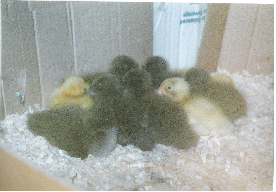 ducks