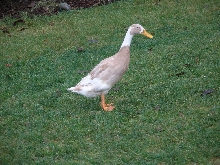 lonely duck