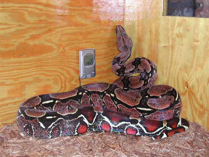 Guyana Female 3