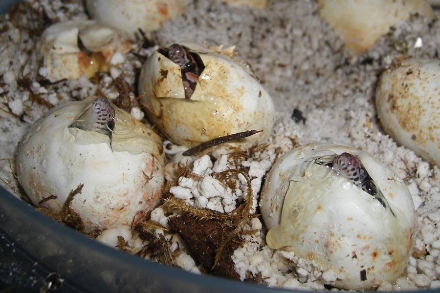 3 babies pipping