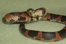 blotch with tongue out