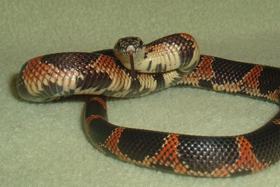 blotch with tongue out