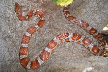 CSI