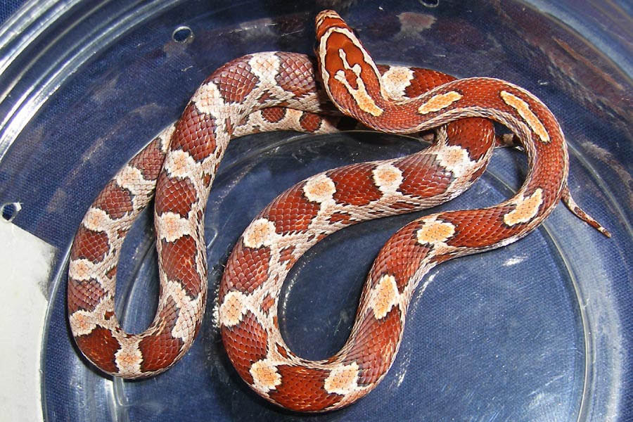 Hypo Hatchling