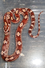 Motley Hatchling