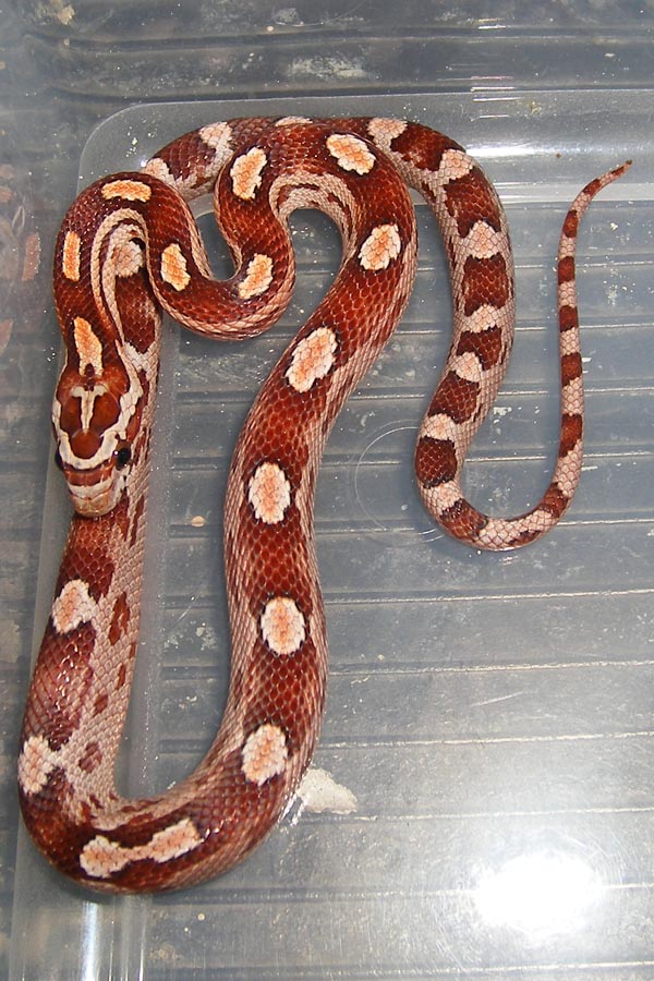 Motley Hatchling