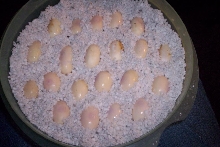 Reds eggs