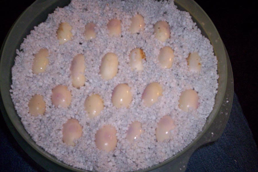 Reds eggs