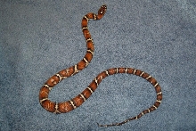 Tarzan