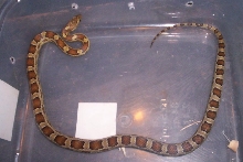 Carmel in container