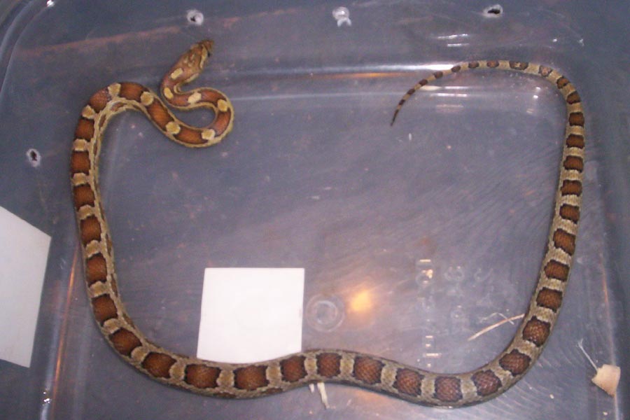Carmel in container