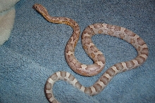 casper - ghost corn