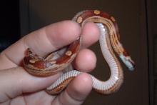 cocoa