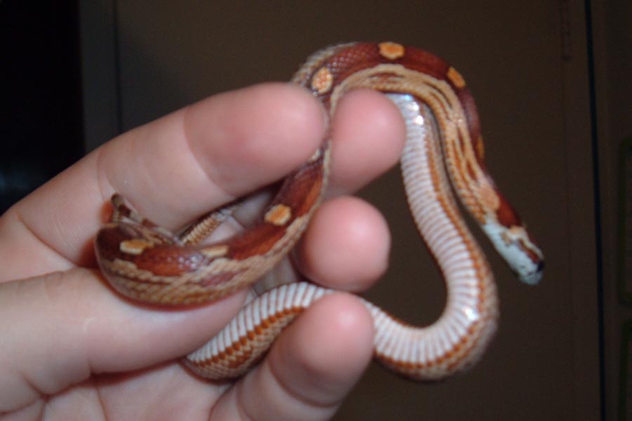 cocoa