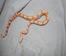albino