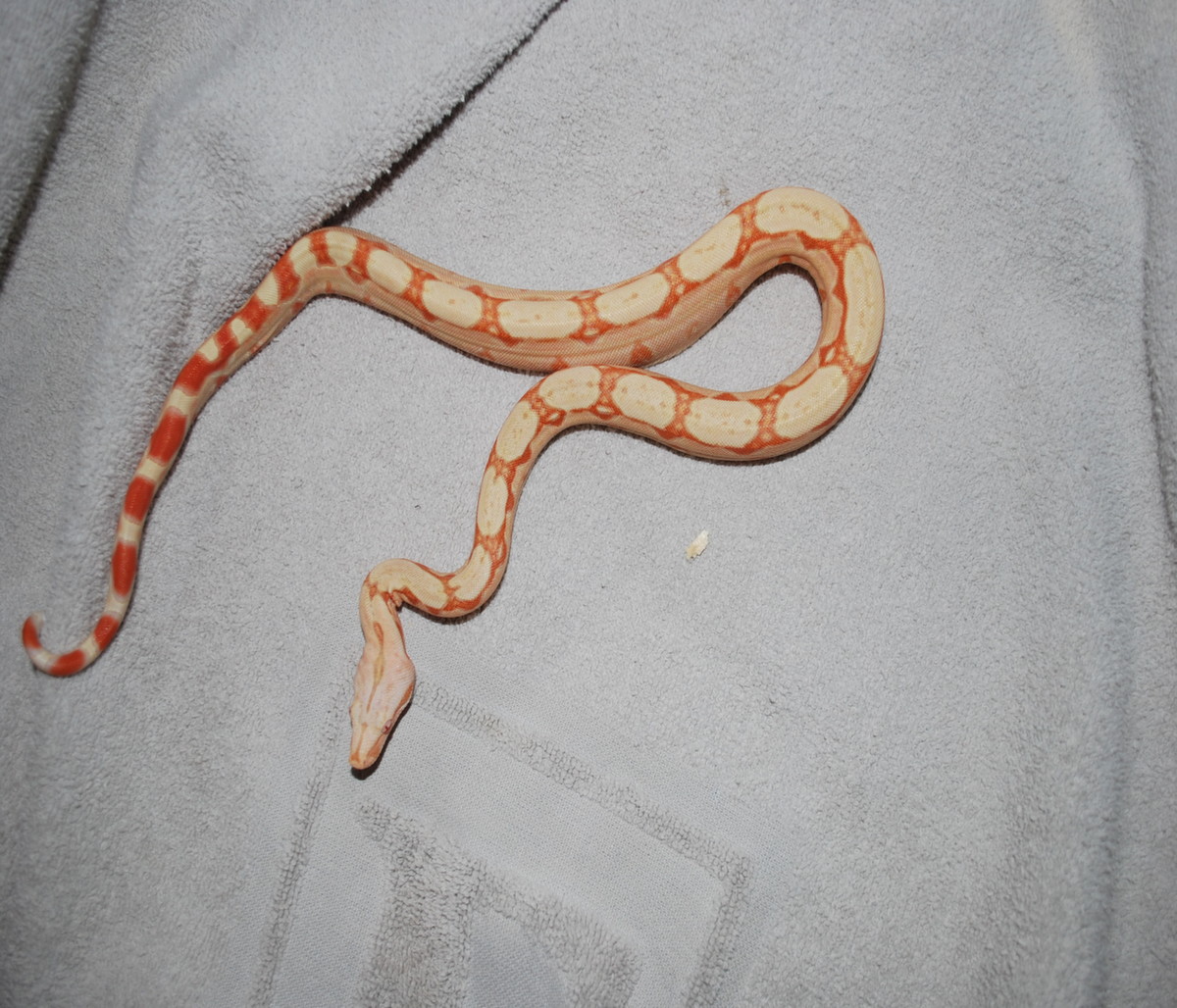 albino