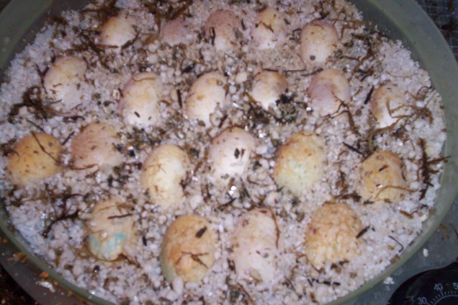 eggs over view