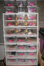 hatchling built rack