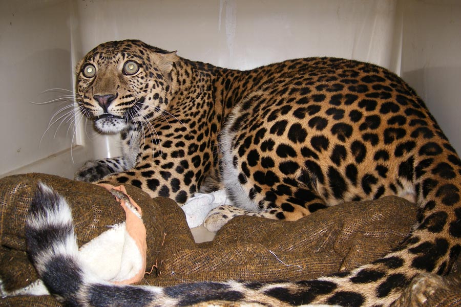 leopard in Kennel