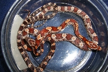 hypo, normal