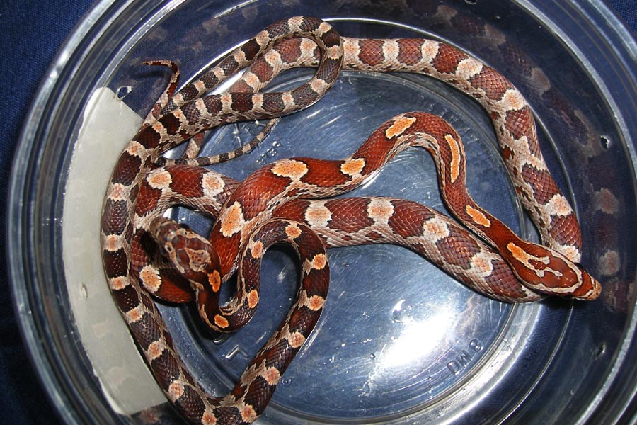 hypo, normal