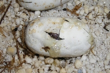 one baby pipping