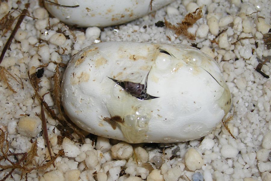 one baby pipping