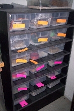 Hatchling rack