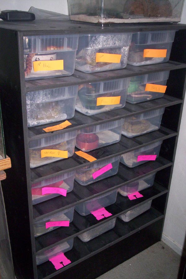 Hatchling rack