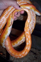Red belly in hand
