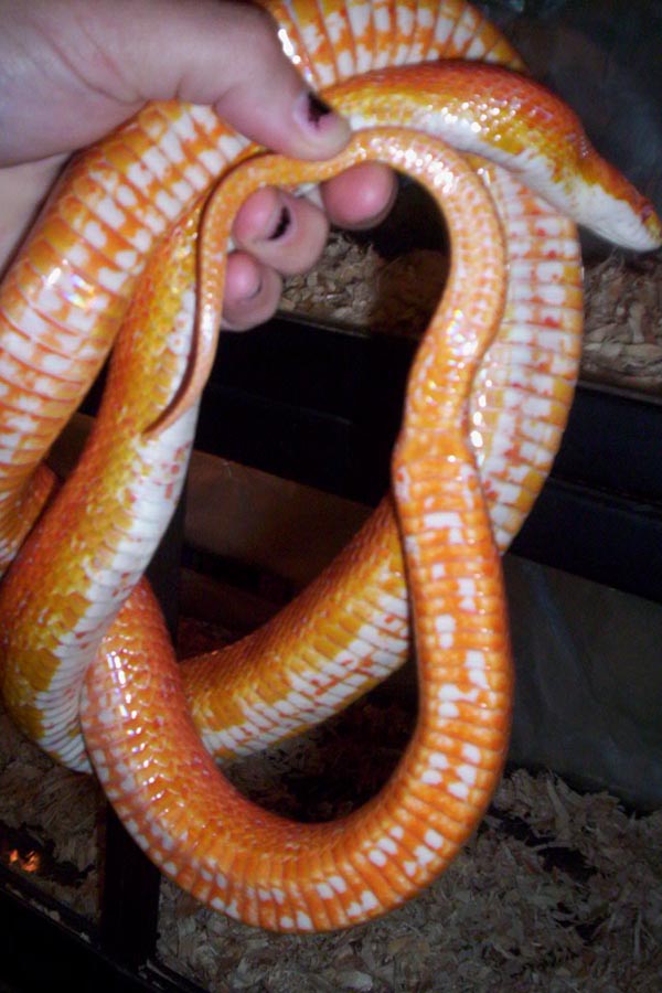 Red belly in hand